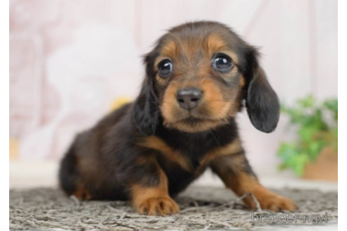 成約済の千葉県のミニチュアダックスフンド(ロングヘアード)-227647の4枚目
